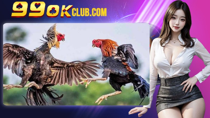 Quy tắc cơ bản trong trận chiến đá gà mà bạn cần biết Quy tắc cơ bản trong trận chiến đá gà mà bạn cần biết